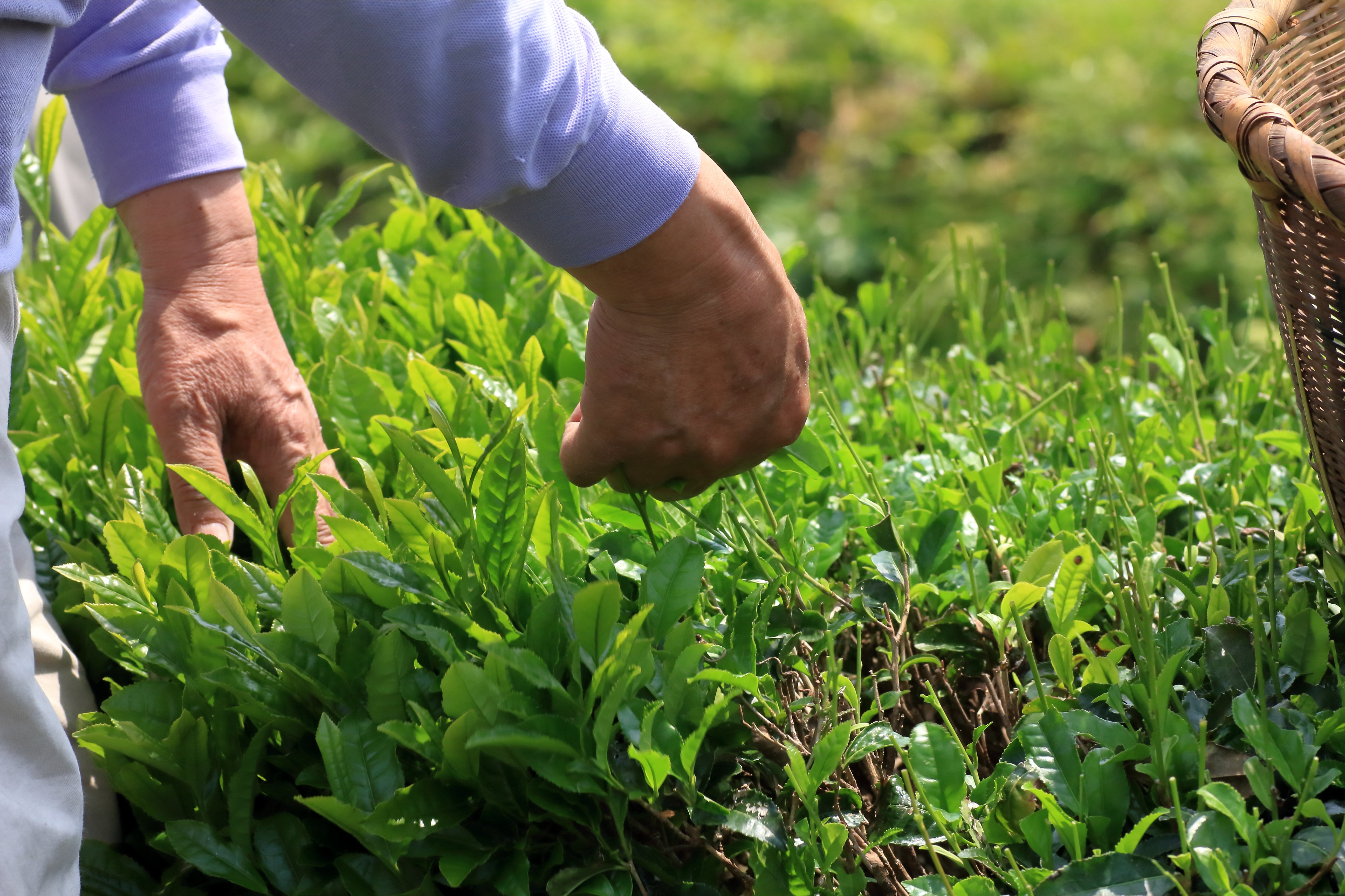 hand-picked-usda-organic-matcha-Japan