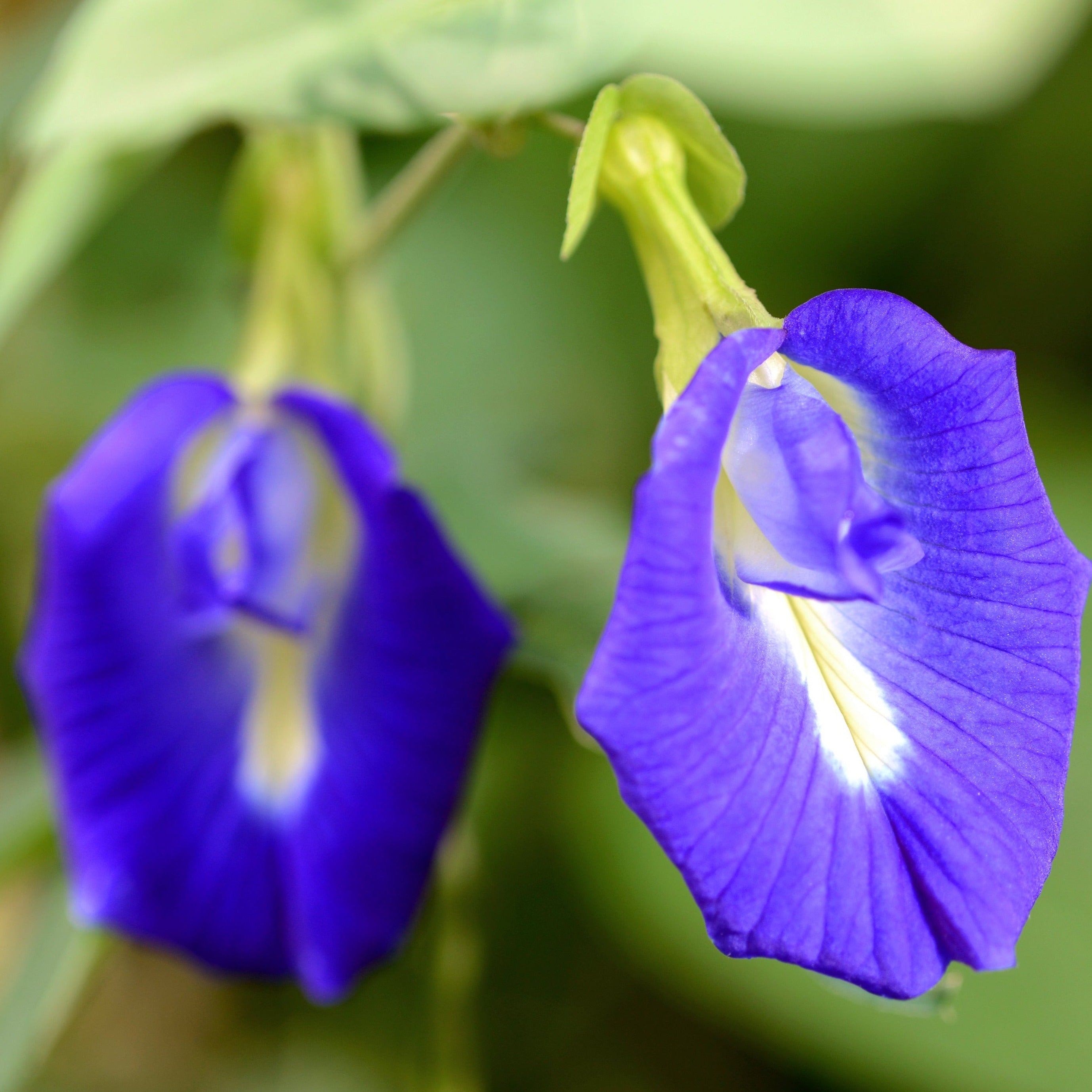 Blue Matcha - Butterfly Pea Flower Powder